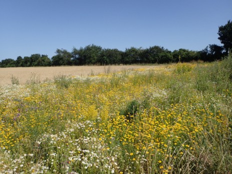 Breiter, naturnaher Ackerrandstreifen