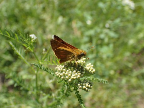 Braun-Dickkopffalter (Thymelicus sylvestris) auf Schafgarbe