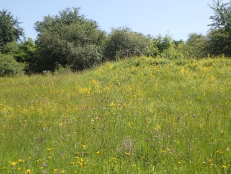 Artenreiche Pfeifengraswiese mit vielen gelben Bühaspekten