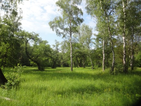 Stromtalwiese im Auwald am Oberrhein